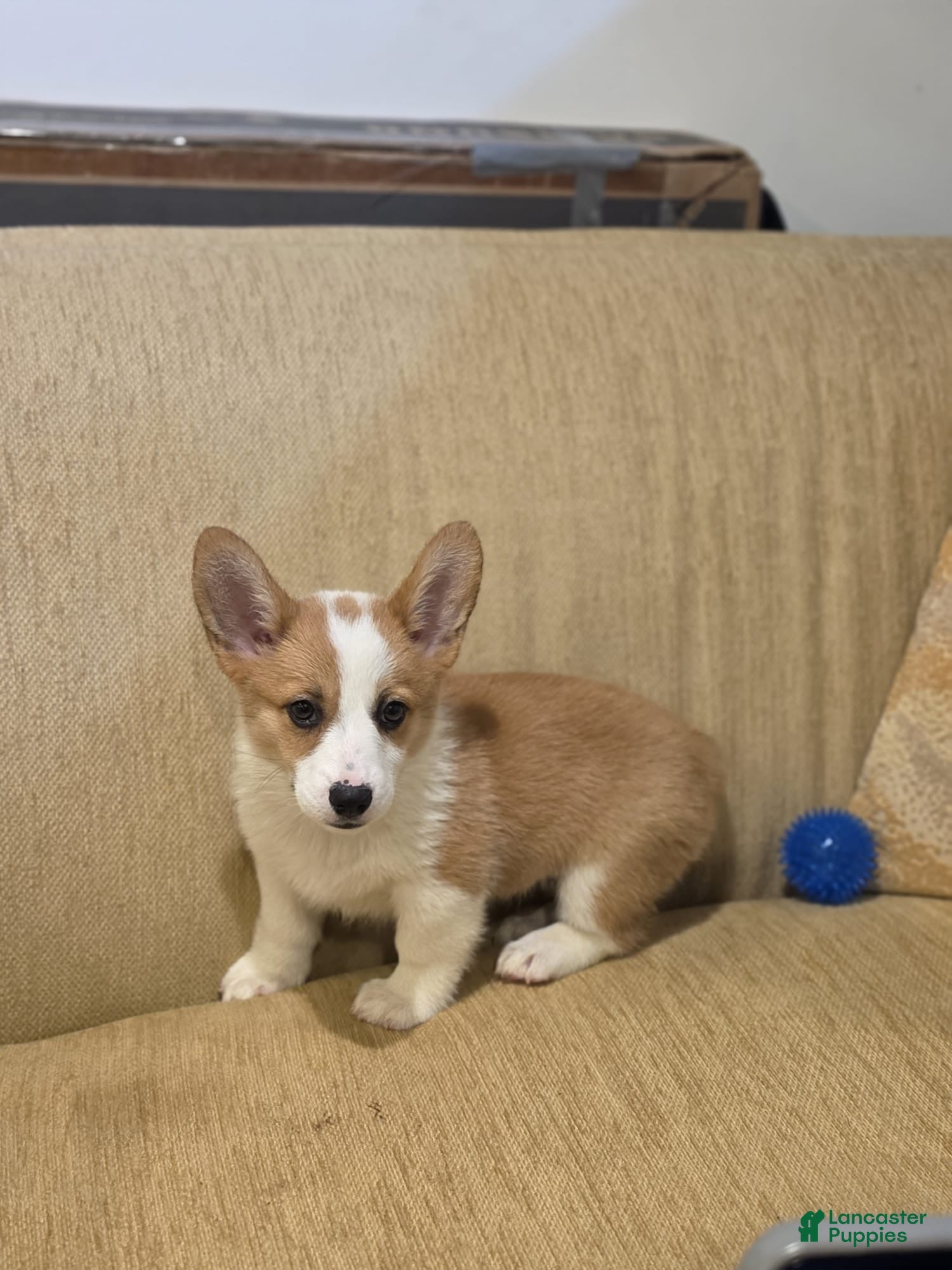 Welsh Corgi Pembroke dogs Welsh Corgi Pembroke 2 - Ad 1