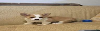 Welsh Corgi Pembroke 2