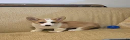 Welsh Corgi Pembroke dogs for sale: Welsh Corgi Pembroke 2 - Ad 1