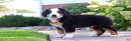 Bernese Mountain Dog dogs for sale: Milo - Ad 4