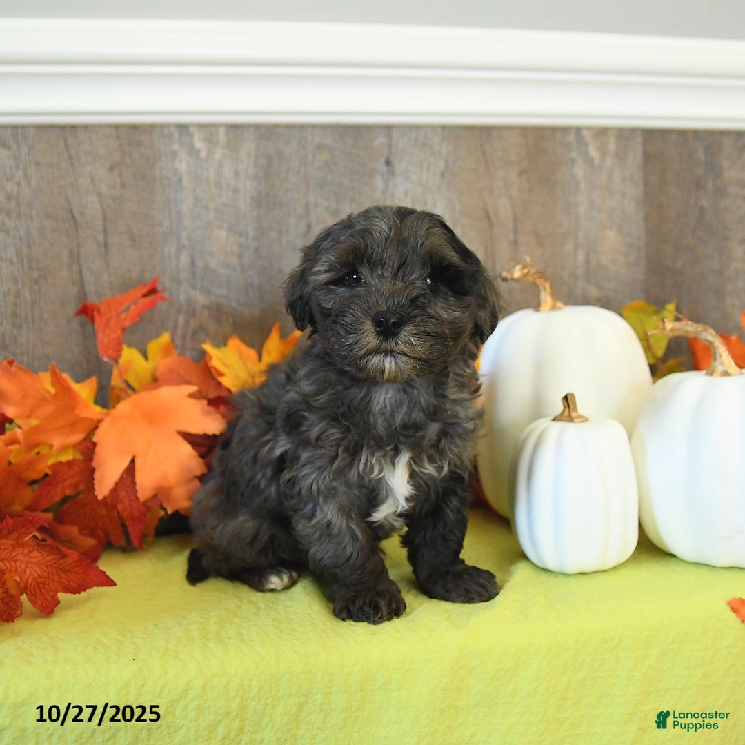 Yorkiepoo dogs for sale: Lemmy - Ad 9