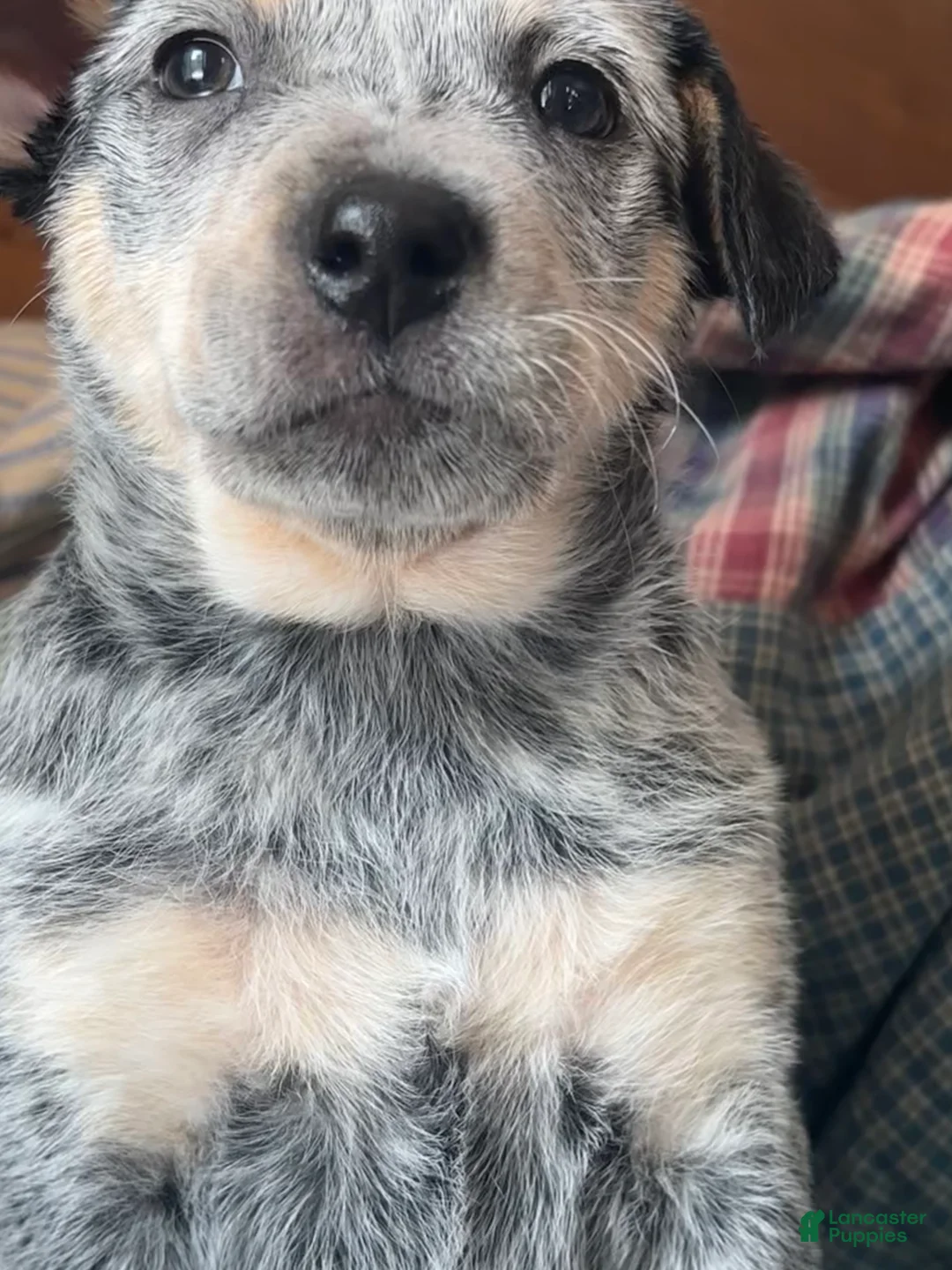 Australian Cattle Dog dogs for sale: Fancy - Ad 7
