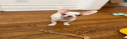 Chihuahua dogs for sale: ✨CKC Saint✨ Applehead 4 lbs fully grown  - Ad 4