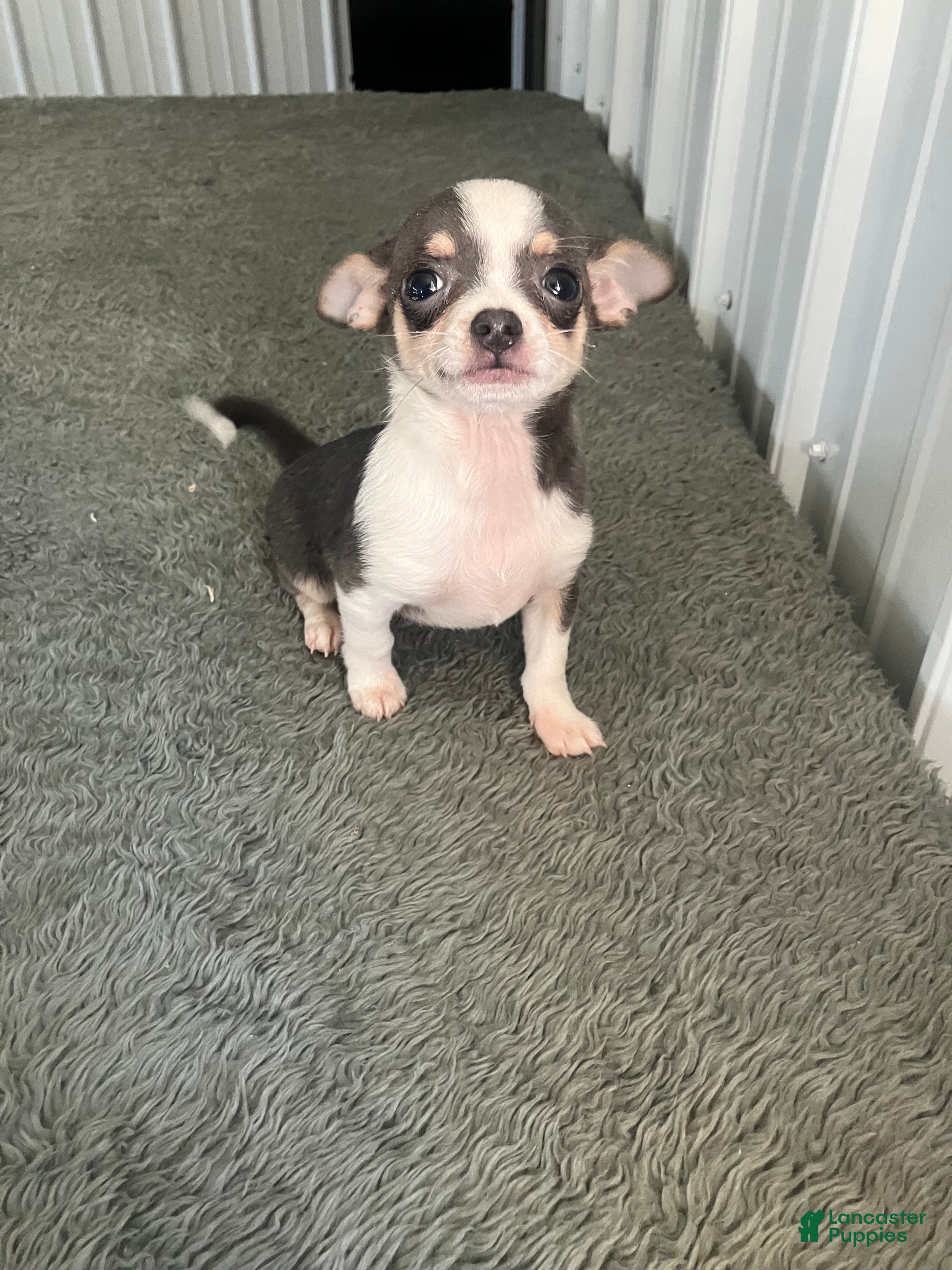 Chihuahua dogs Akc Tonner - Ad 27