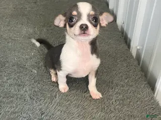 Chihuahua dogs Akc Tonner - Ad 27