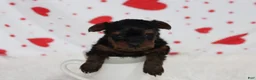 Yorkiepoo dogs for sale: Emmett  - Ad 7