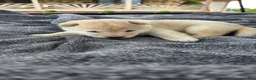 Shiba Inu dogs for sale: Crosby - Ad 12