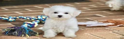 Teddy Bear dogs for sale: Savannah - Ad 3