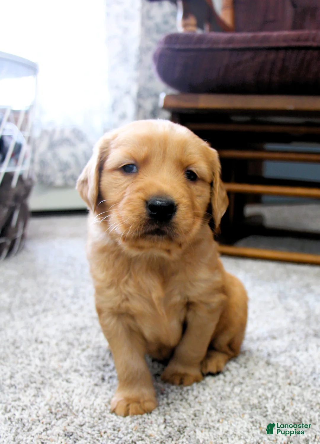 Golden Retriever dogs for sale: Rune - Ad 1