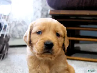 Golden Retriever dogs Rune - Ad 4