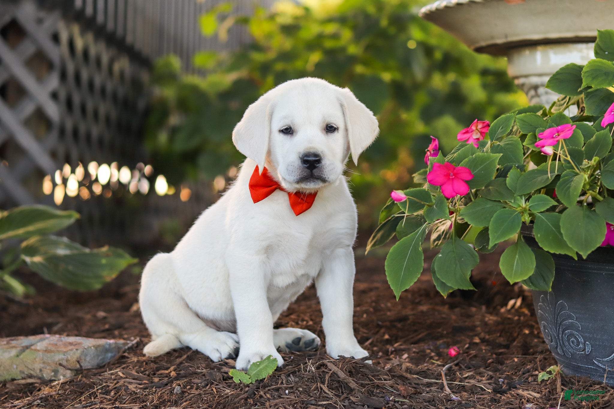 Labrador Retriever dogs Stormy - Ad 2