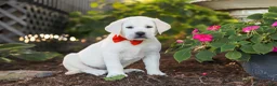 Labrador Retriever dogs for sale: Stormy - Ad 2