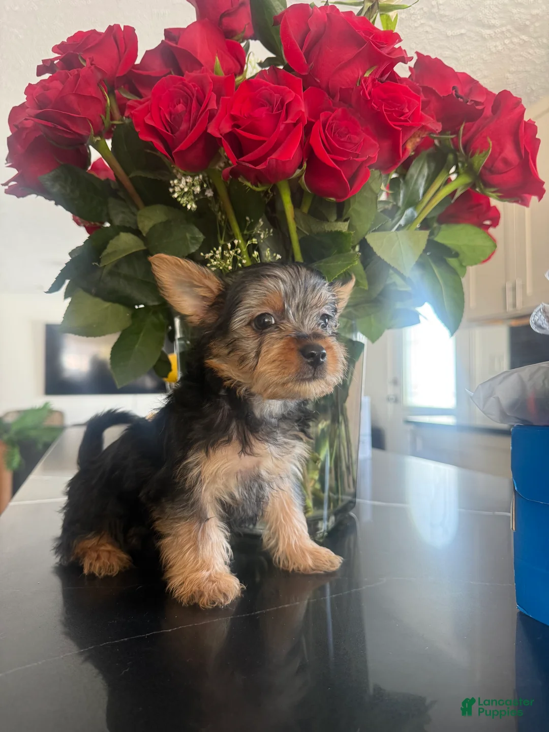 Silky Terrier dogs for sale: Silky Terrier Puppy 1 - Ad 1