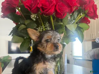 Silky Terrier dogs Silky Terrier Puppy 1 - Ad 3