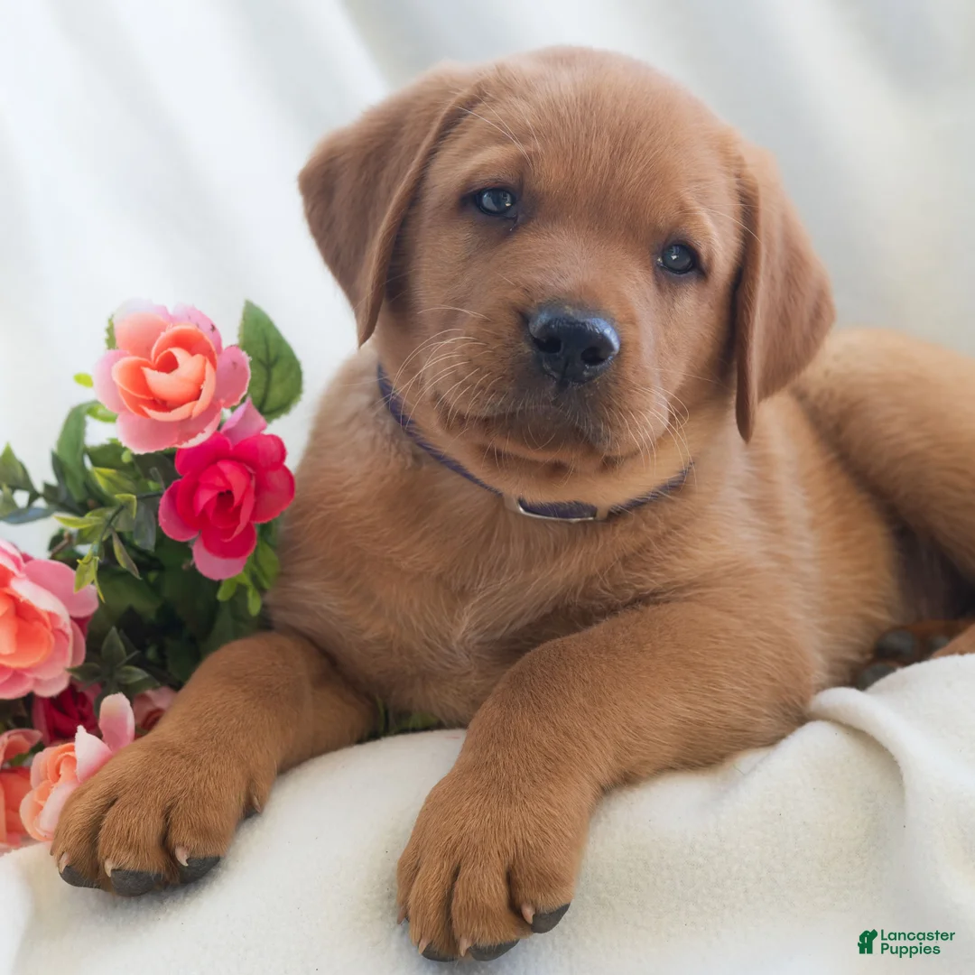 Labrador Retriever dogs for sale: Jaren - Ad 1