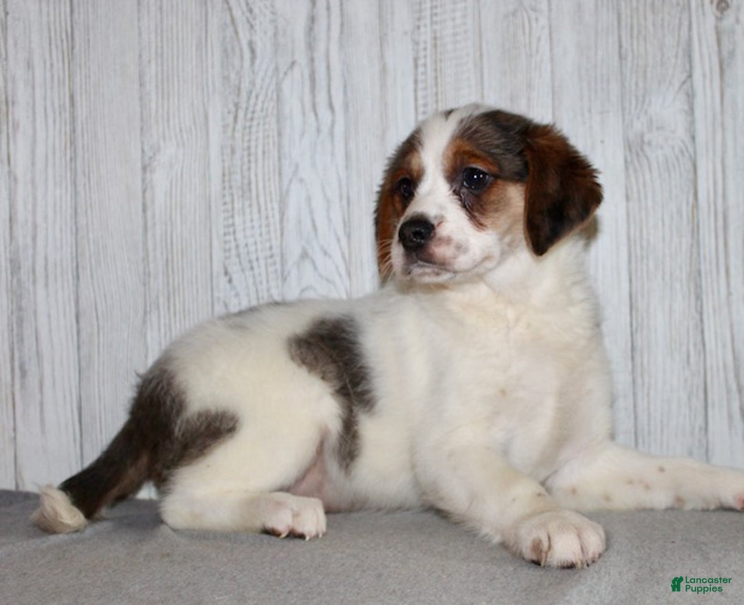 Mixed Breed dogs for sale: Brody - Ad 8