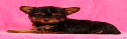 Yorkshire Terrier dogs for sale: Frisky - Ad 3
