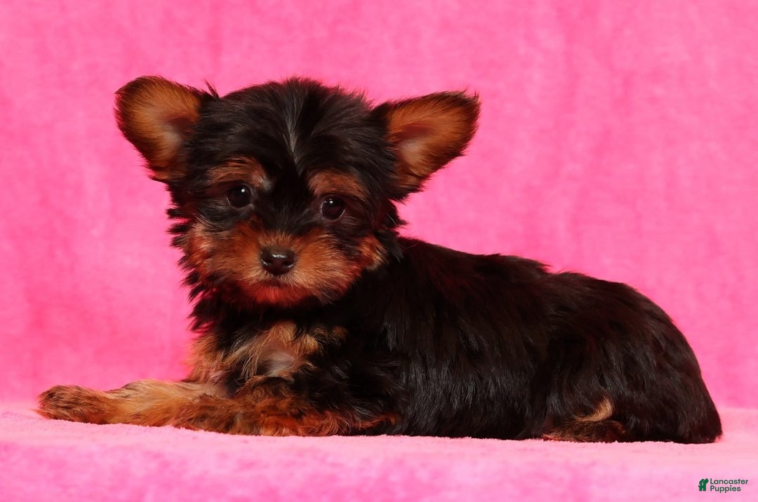 Yorkshire Terrier dogs for sale: Frisky - Ad 3
