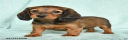 Miniature Dachshund dogs for sale: Dorry - Ad 2