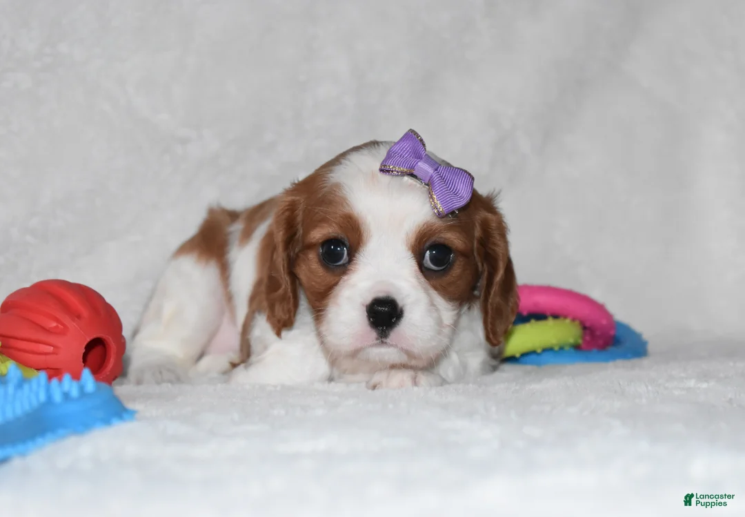 Cavalier King Charles Spaniel dogs for sale: Quilla  - Ad 2