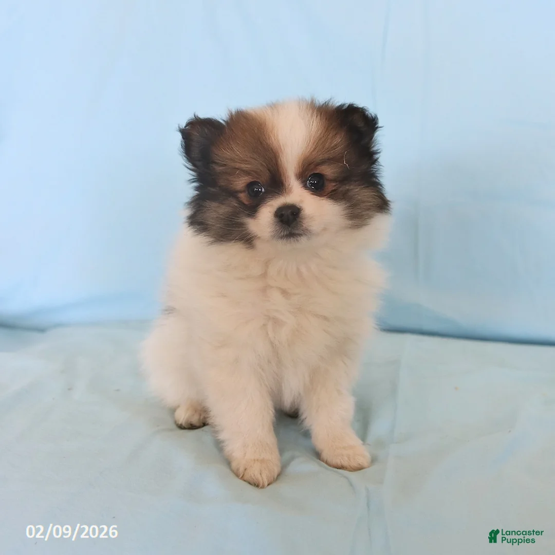 Pomeranian dogs for sale: Lyla - Ad 3
