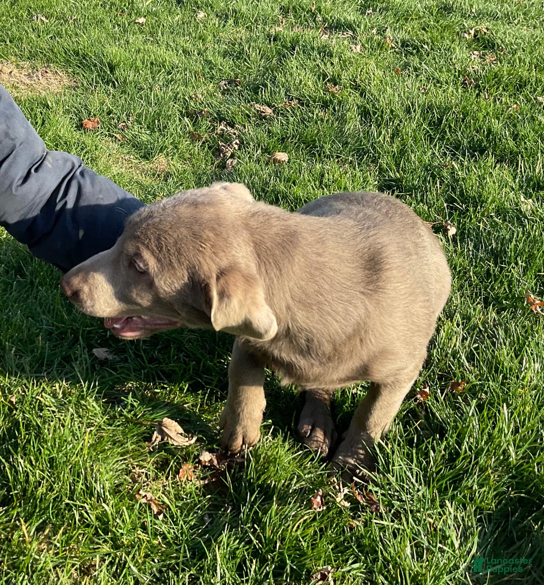 Labrador Retriever dogs for sale: Sara - Ad 3