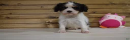 Cavalier King Charles Spaniel dogs for sale: Wilder - Ad 1