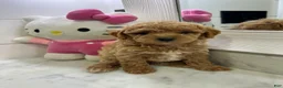 Toy Poodle dogs for sale: Maple🤎🐩 - Ad 5