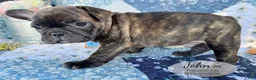 French Bulldog dogs for sale: John - Ad 5