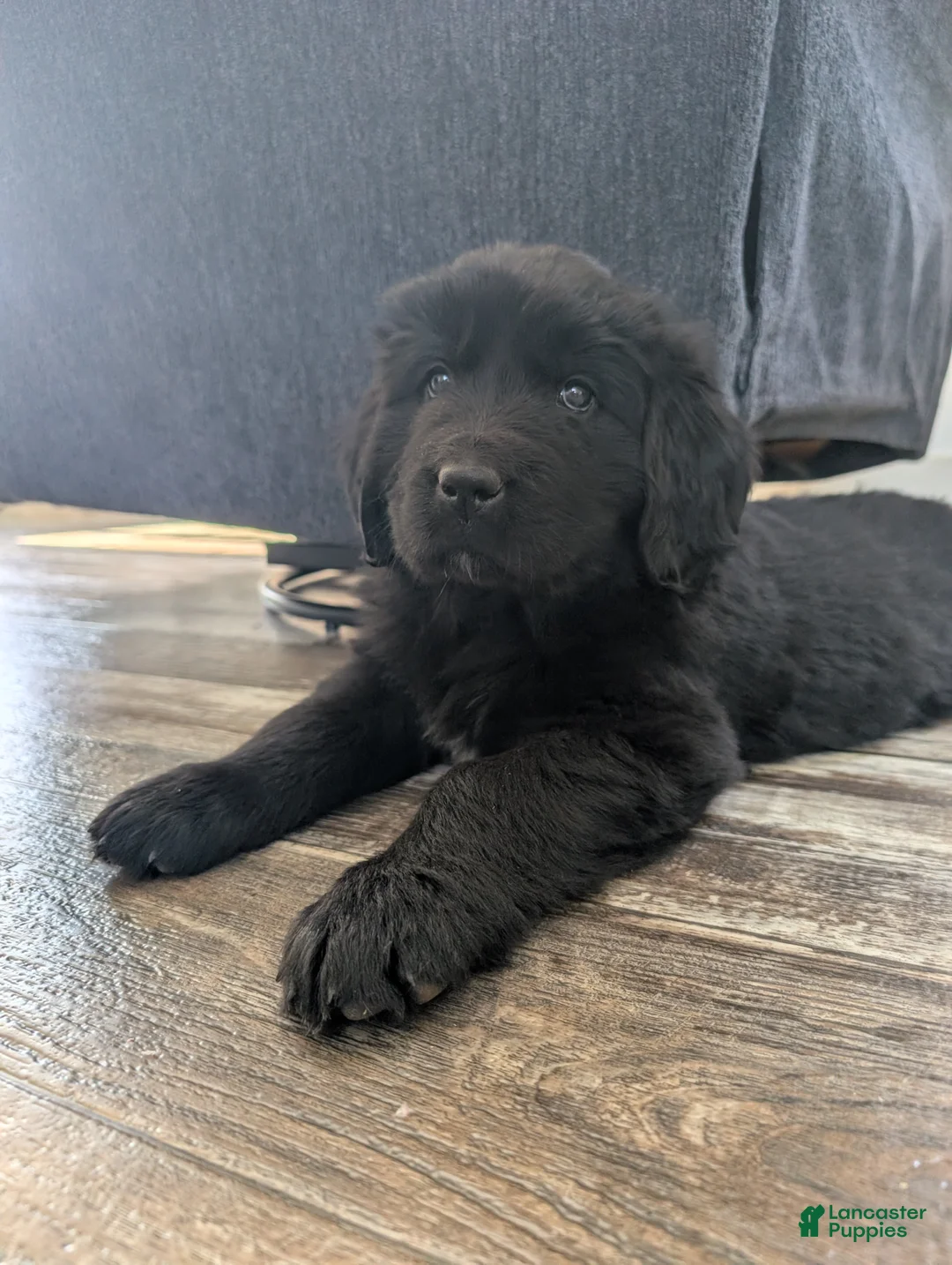 Newfoundland dogs for sale: Halo - Ad 2