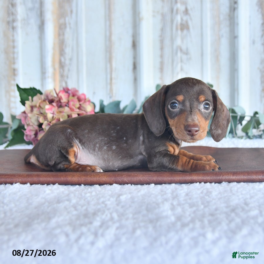 Miniature Dachshund dogs Dixon - Ad 2