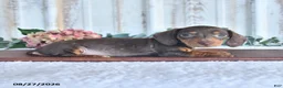 Miniature Dachshund dogs for sale: Dixon - Ad 2