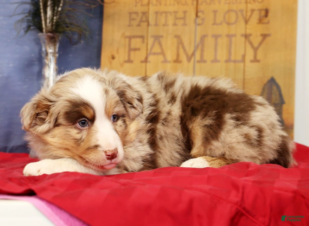 Miniature Australian Shepherd dogs for sale: Duke - Ad 5