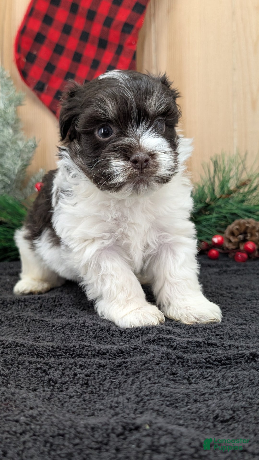 Havanese dogs for sale: Zorro - Ad 7