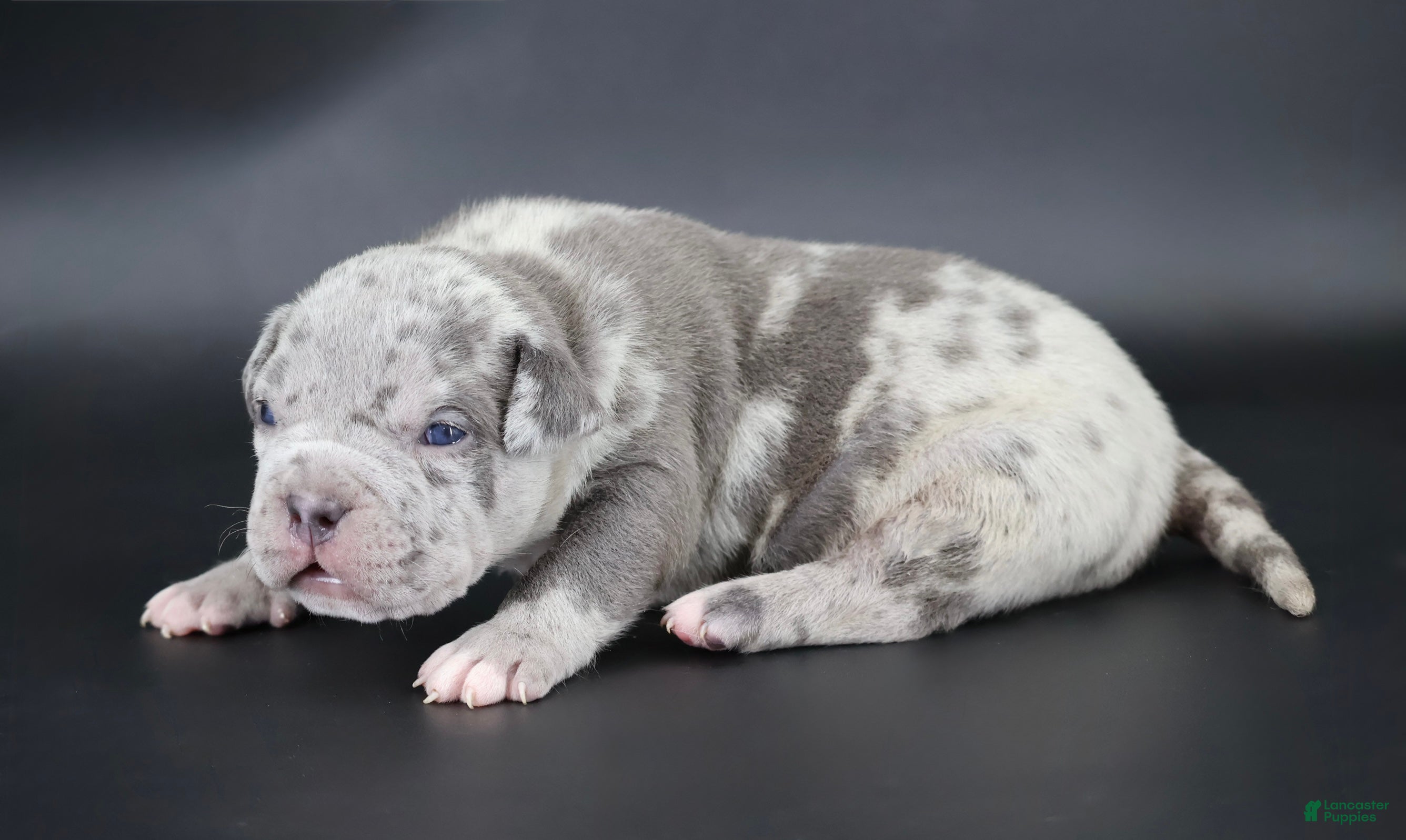 American Bully dogs Sincere - XL - ABKC - Ad 32