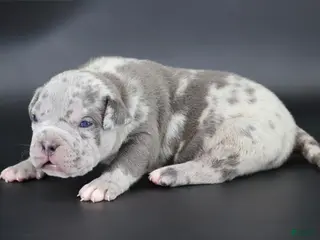 American Bully dogs Sincere - XL - ABKC - Ad 32