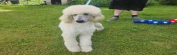 Standard Poodle dogs for sale: Standard Poodle 3 - Ad 7