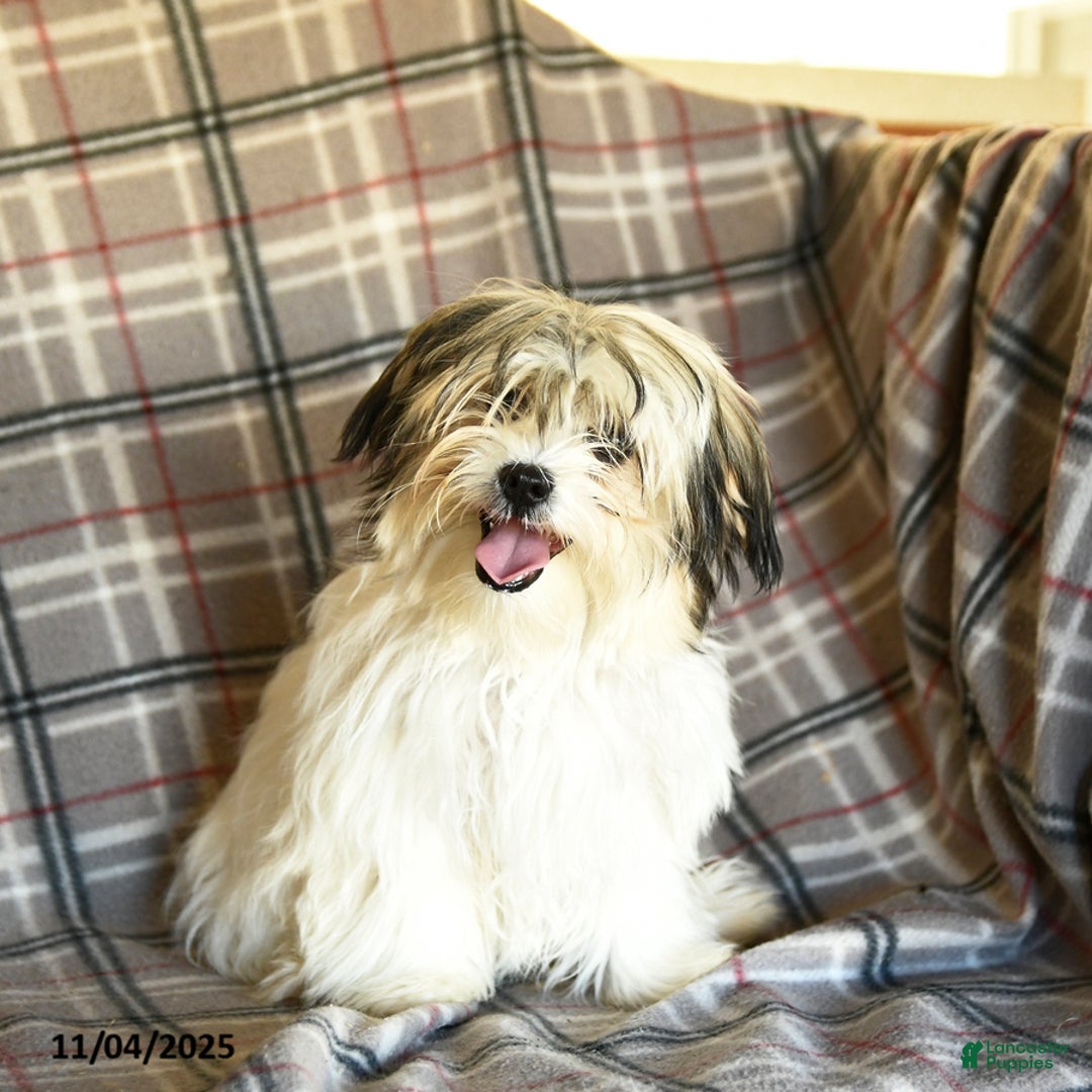 Shorkie dogs for sale: Karl - Ad 3