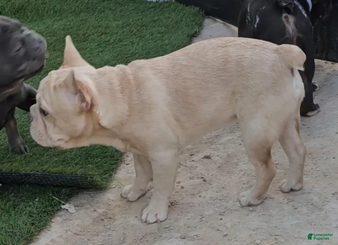 French Bulldog dogs for sale: French Bulldog Puppy 2 - Ad 28