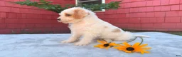 Schnoodle dogs for sale: Bella - Ad 3
