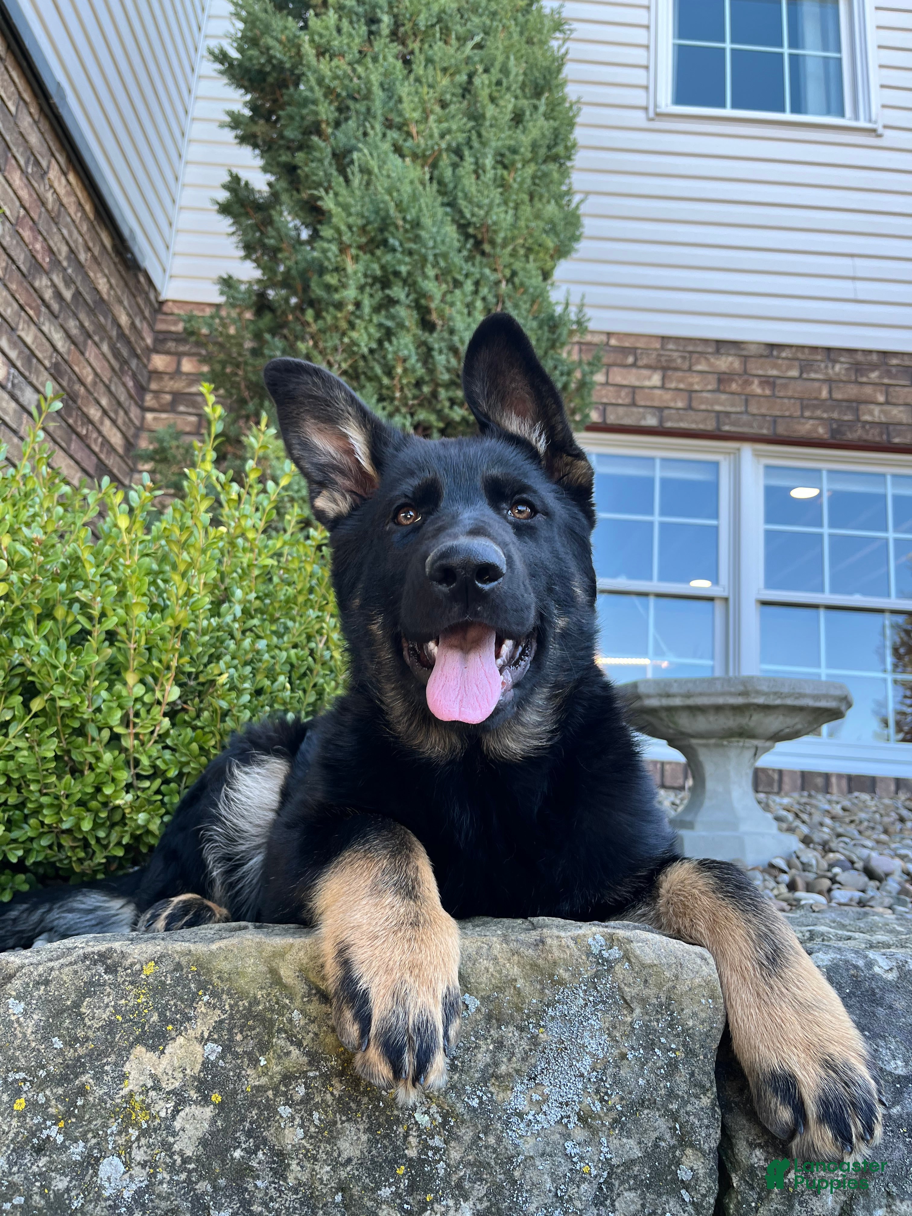 German Shepherd dogs Mavis - Ad 1