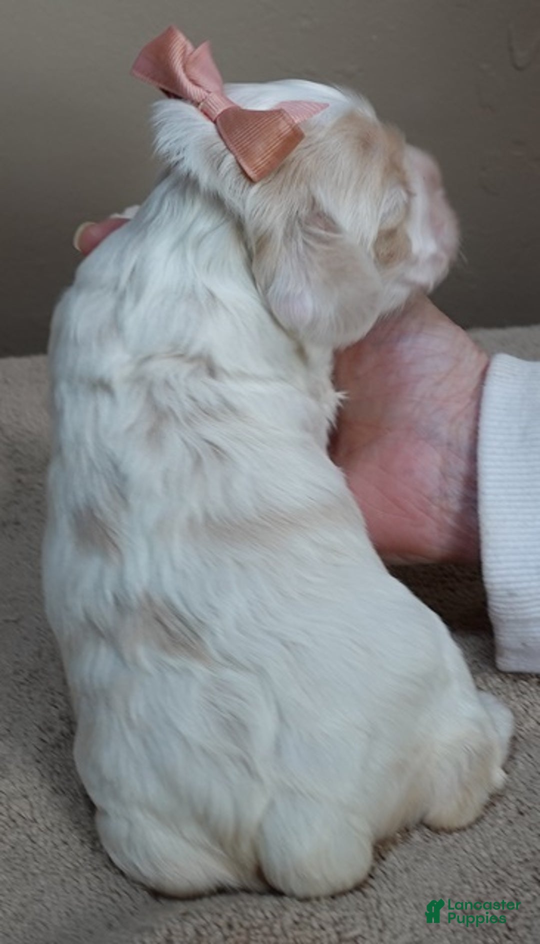 Cocker Spaniel dogs for sale: Cocker Spaniel Puppy 1 - Ad 6