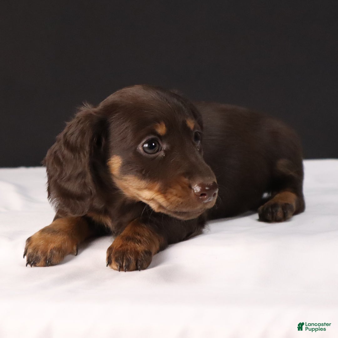 Dachshund dogs for sale: Cocoa - Ad 7