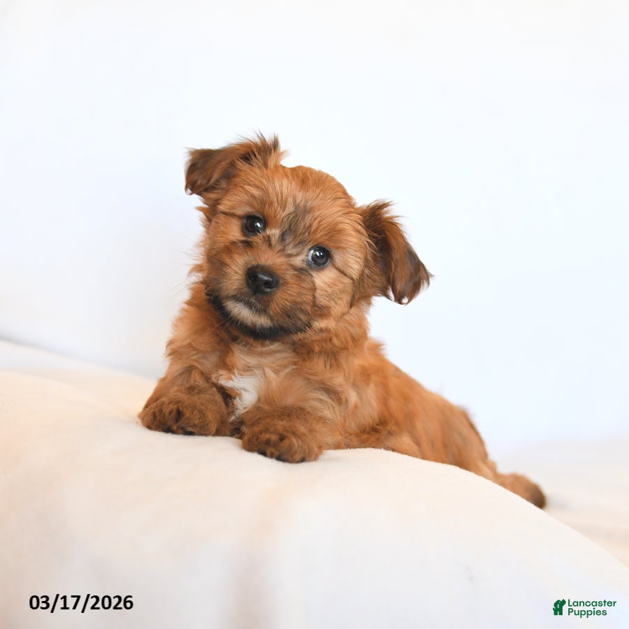 Yorkshire Terrier dogs Joy - Ad 1