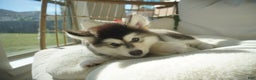 Alaskan Malamute dogs for sale: Dong Dong - Ad 8