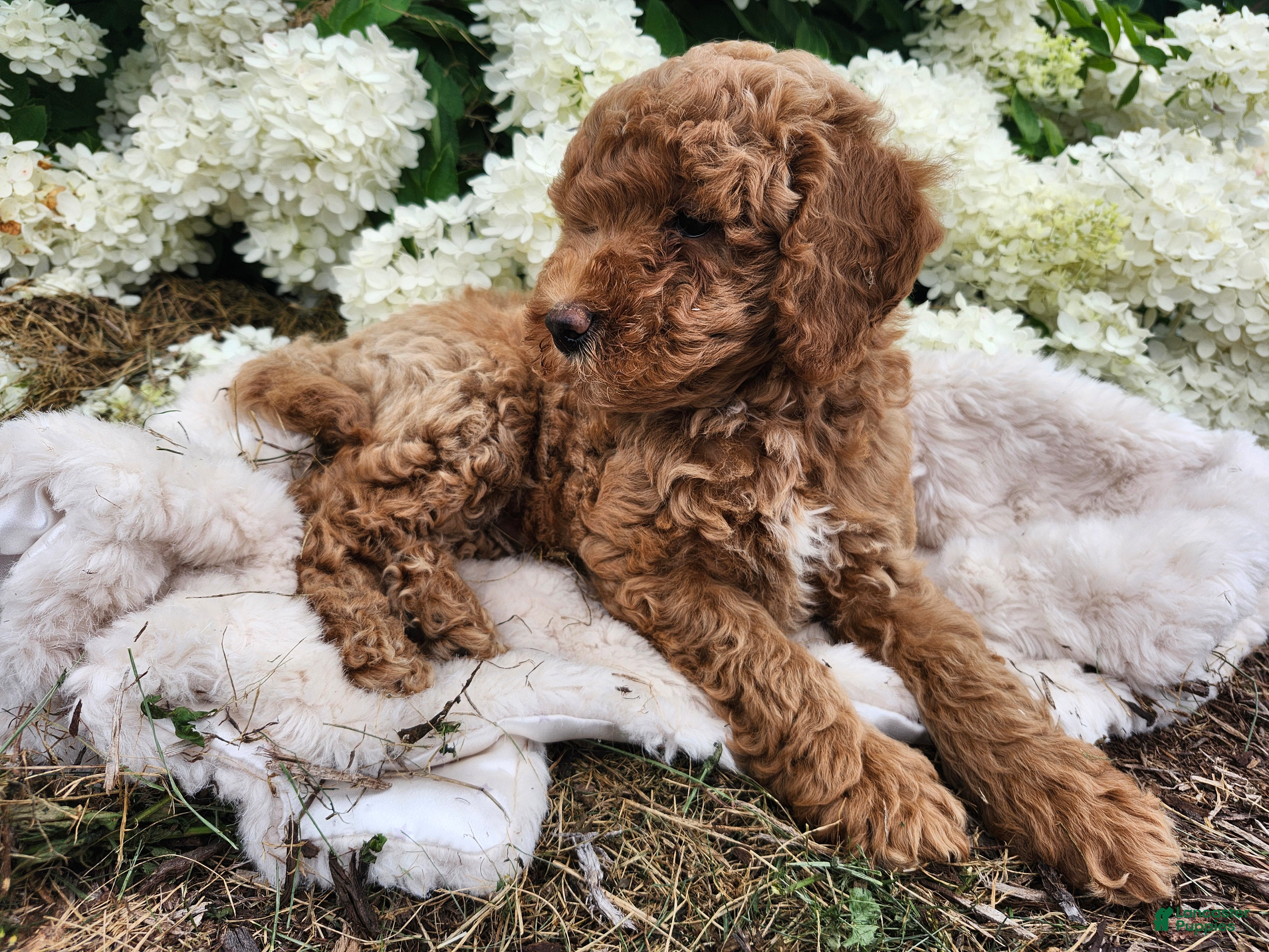 Miniature Poodle dogs Buster  - Ad 2