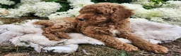 Miniature Poodle dogs for sale: Buster  - Ad 2