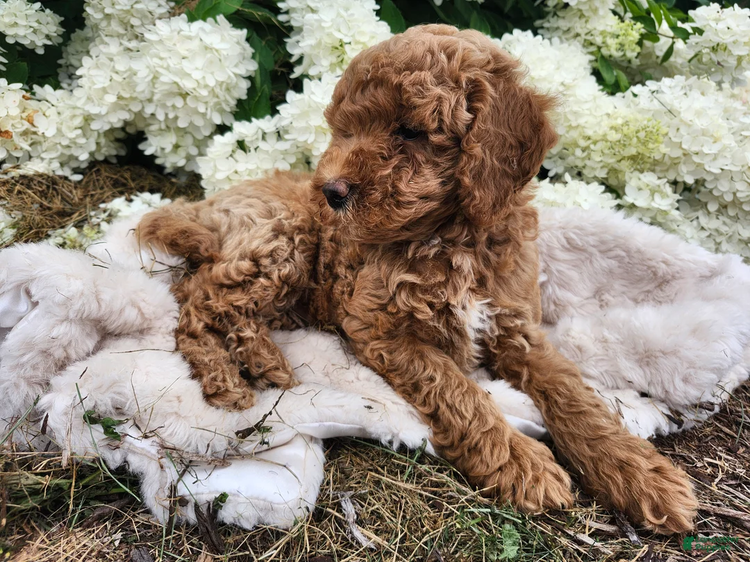 Miniature Poodle dogs for sale: Buster  - Ad 2