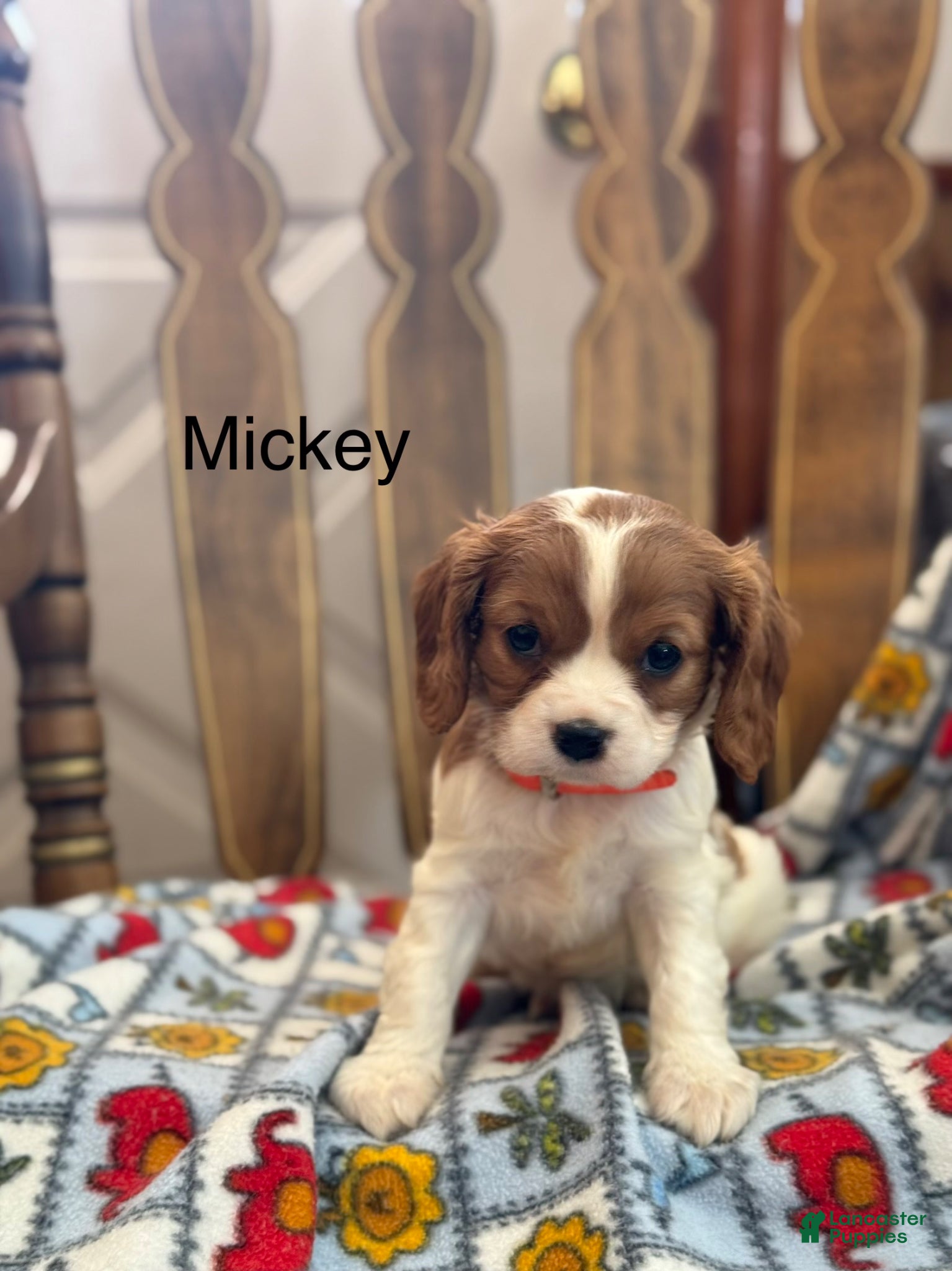 Cavalier King Charles Spaniel dogs Mickey - Ad 42