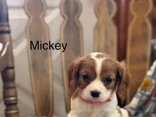 Cavalier King Charles Spaniel dogs Mickey - Ad 42